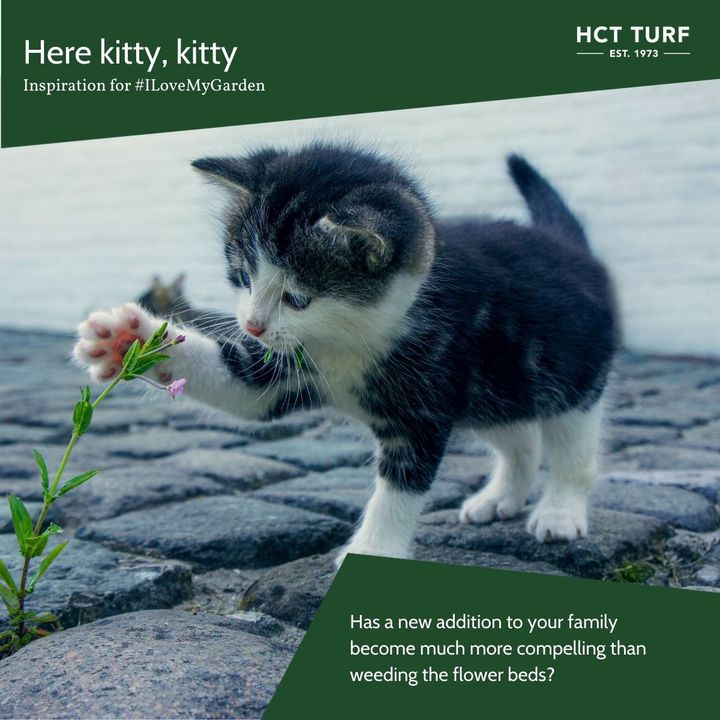 A kitty playing with a flower in the garden #ILoveMyGarden free photo competition with HCT Turf and Living Options Devon