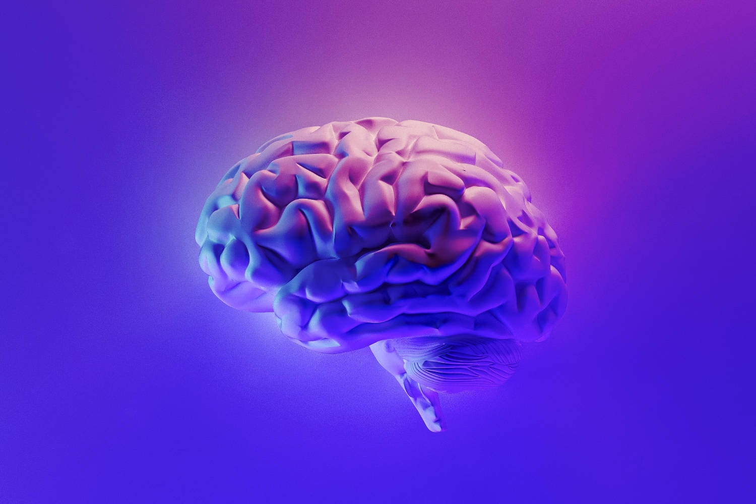 Image of the Brain