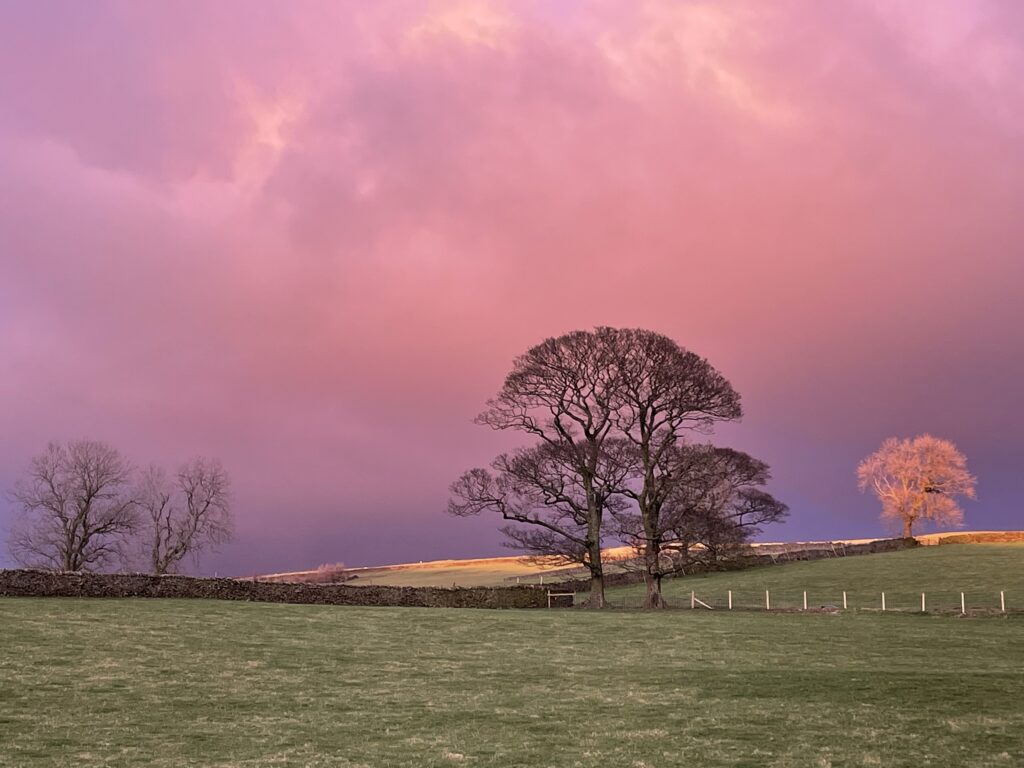 landscape of fields with a single tree against a cloudy sky which is pink