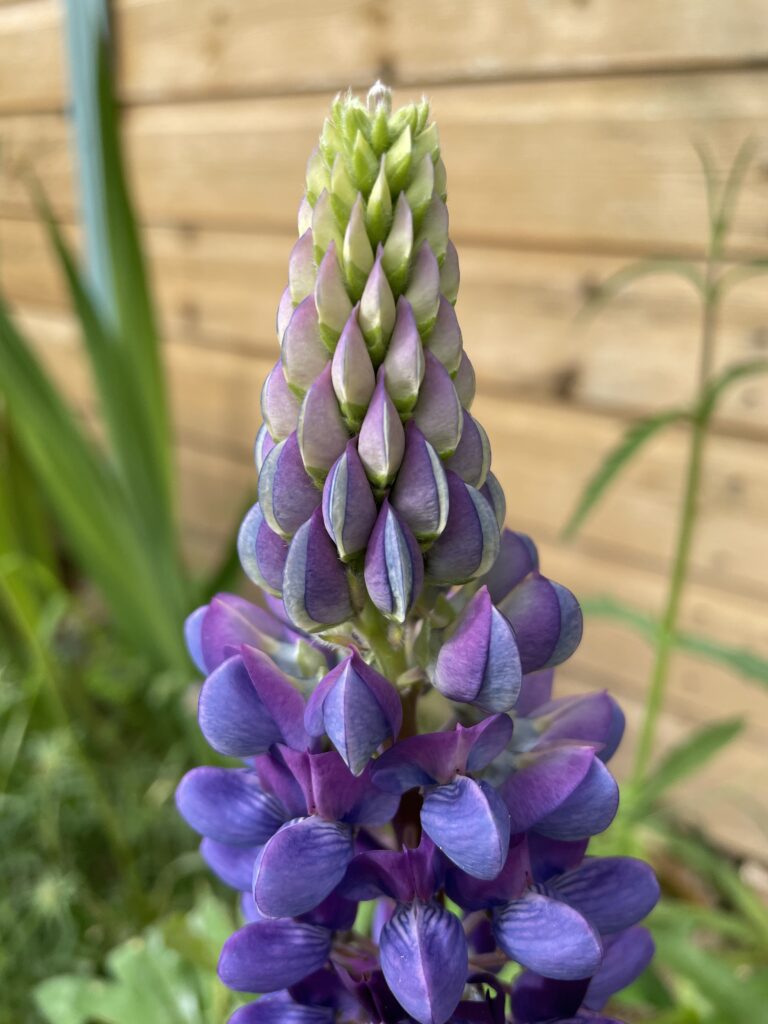 Close up of a blue lupin flower