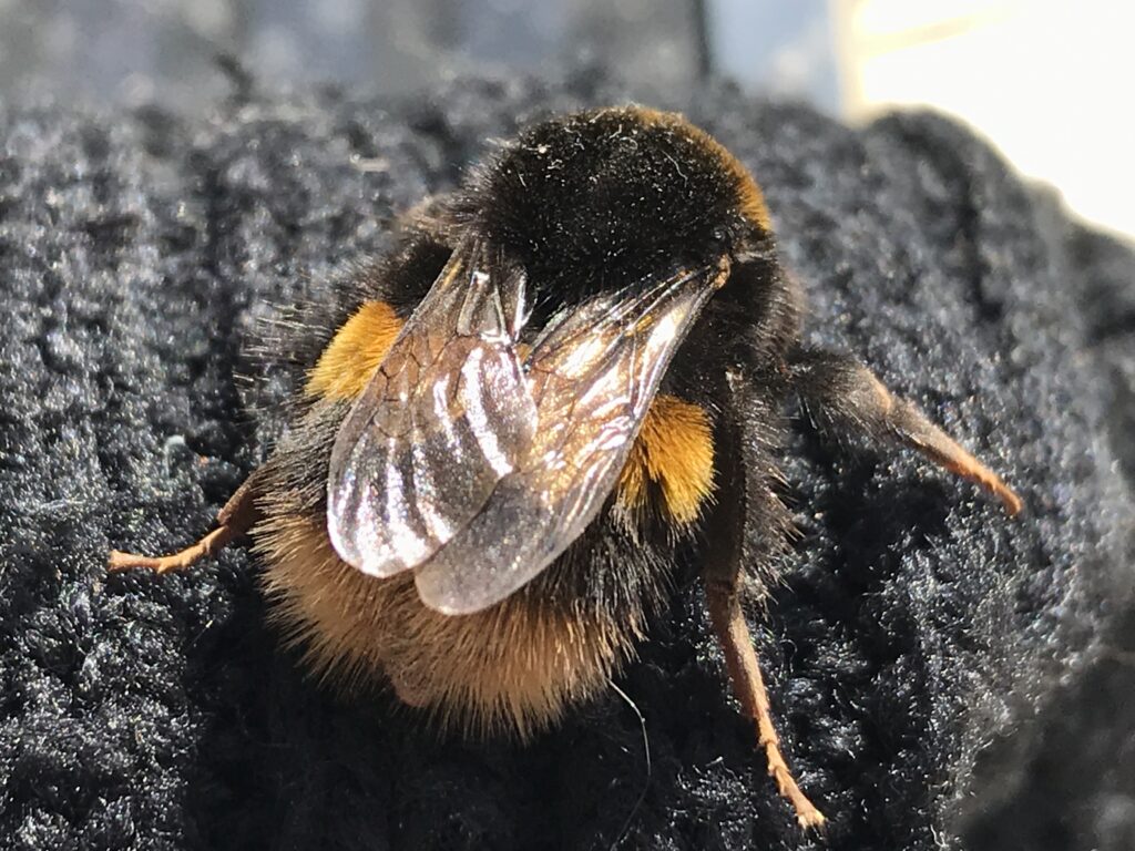 Close up of a bee