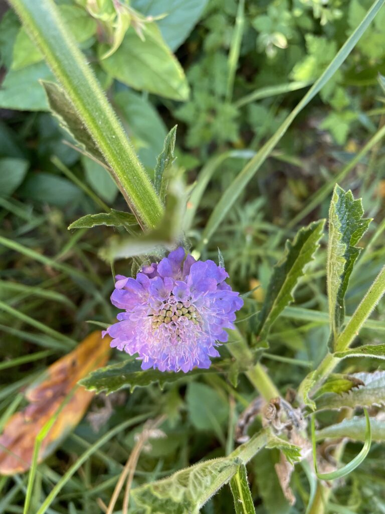 a close up of a blue cornflower flower head