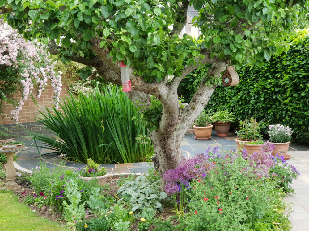 Garden photo with blue flowers and a central tree
