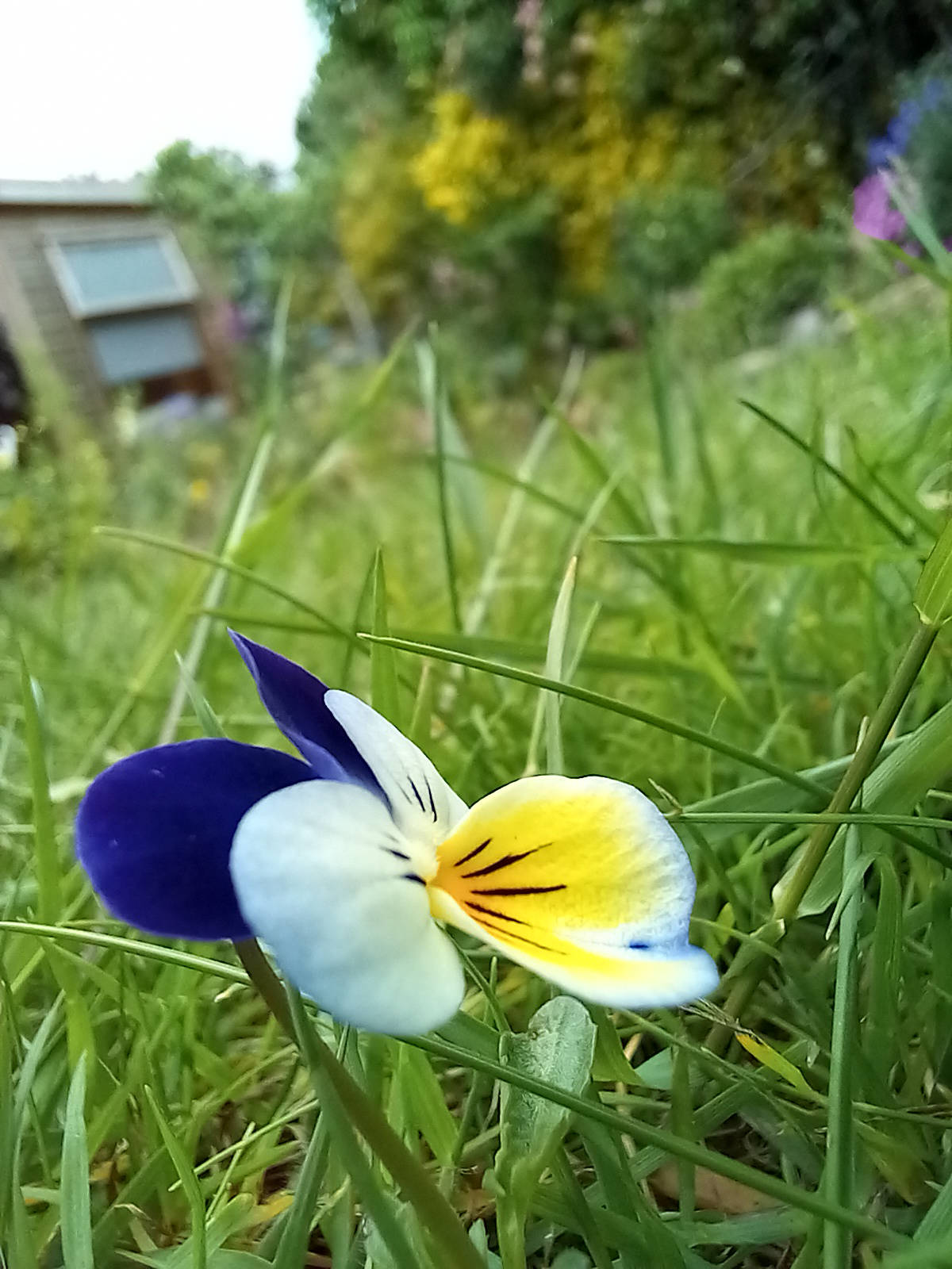 Garden photo of a pansy flower in grass