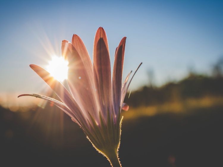 The sun is rising behind a pink flower in a blurred grassland