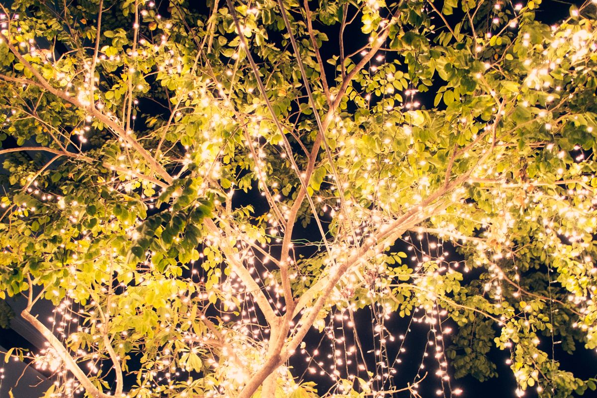 Trees decorated with fairy lights